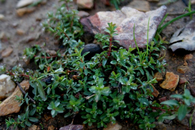 Hypericum perforatum